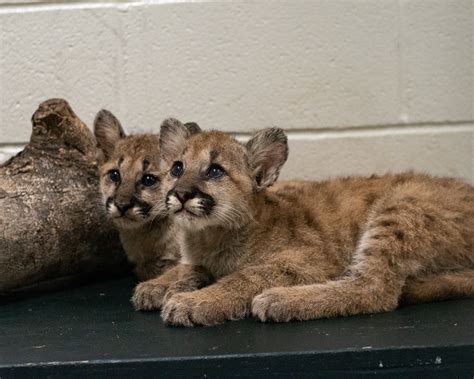 cougar cub porn